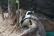 Black-footed penguin at the Dallas World Aquarium