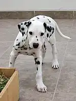 A three-month-old Dalmatian