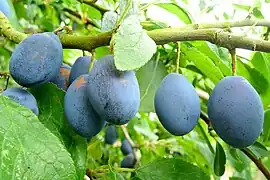 Damsons (European plum)