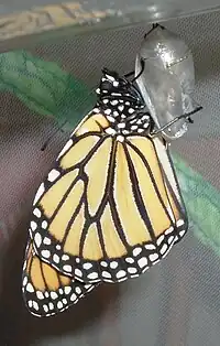 Emergent monarch butterfly clinging to exuviae