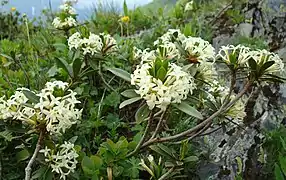 Daphne glomerata