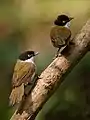 D.a.atriceps at Dandeli, India