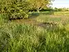 Darsham Marshes