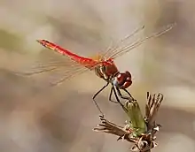 Sympetrum fonscolombii