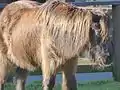 Dartmoor pony in Shepreth Wildlife Park