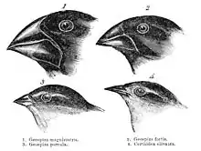 Large ground finch, Medium ground finchSmall tree finch, Green warbler-finch