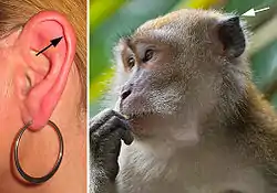 Left: Darwin's tubercle. Right: the homologous point in a macaque.