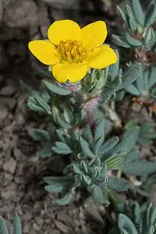 Shrubby cinquefoil (Dasiphora fruticosa)