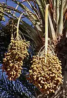 Fruit of the date palm Phoenix dactylifera