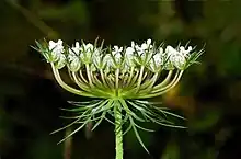 Compound umbel of a wild carrot, Daucus carota (Apiaceae)