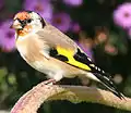 European goldfinch