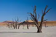 550-year-old dead trees in Dead Vlei