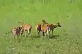 Deers at Bardiya National Park