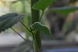 Detail showing stinging hairs