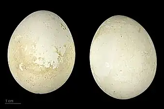 Eggs of Dendrocygna arcuata - MHNT