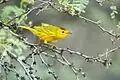 Breeding male golden warbler S. p. petechia, Washington-Slagbaai National Park, Bonaire, (Netherlands Antilles)