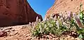 Desert flowers near Uluru