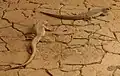 Desert iguanas in their habitat at the Buffalo Zoo.