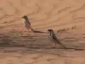 A pair of the subspecies P. s. saharae near Benichab, Mauritania