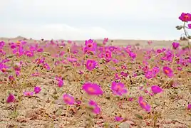 Desert bloom (desierto florido)