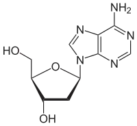 Skeletal formula of deoxyadenosine