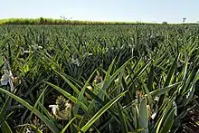 Pineapple in Brazil. The country is the 3rd largest producer in the world. South America produces close to 20% of the world's pineapple.