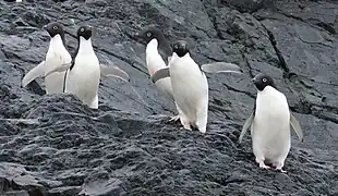 Adelie penguins on Detaille Island