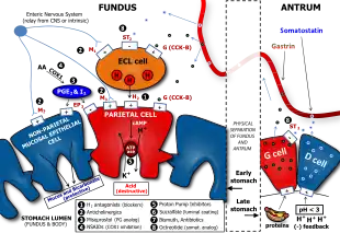 Determinants of Gastric Acid Secretion