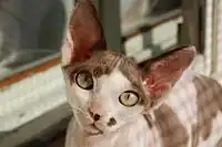 A Devon Rex with white spotting on a chocolate coat