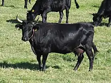 a horned black cow in field with others