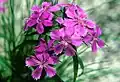 Dianthus shinanensis