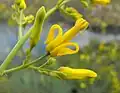 Golden eardrops (Ehrendorferia chrysantha or Dicentra chrysantha)