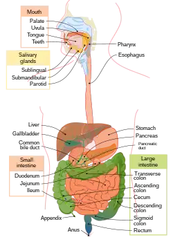 Digestive system