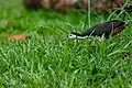 White-breasted waterhen stalks a dragonfly in Tampines Eco-Green, Singapore