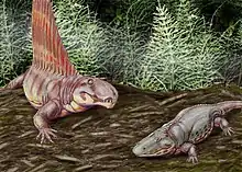 Dimetrodon grandis and Eryops – Early Permian,  North America