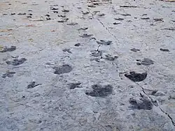 Tracks on Dinosaur Ridge