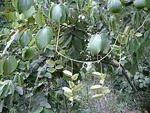 Wild bitter yam vines (D. dumetorum)