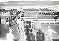 Loading Spade cattle on rail at Ellsworth Stockyards. (William Comstock on left)