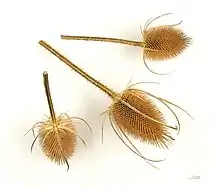 Dried teasel flower heads, used to raise the nap on cloth