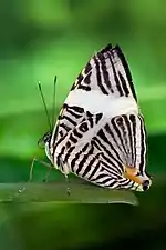 Dirce beauty butterfly, Colobura dirce