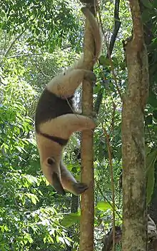 Tamandua tetradactyla