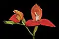 Disa uniflora has been named by Peter Jonas Bergius in 1767