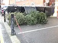 Discarded trees by garbage dumpsters