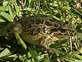 Iberian or Portuguese painted frog (Discoglossus galganoi)