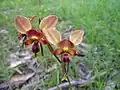 Diuris orientis