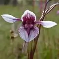 Diuris venosa