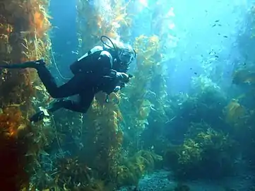 Kelp forest