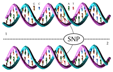 An oversimplified sketch of the double helix structure of A-DNA.