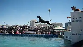 A dog competes in dock jumping