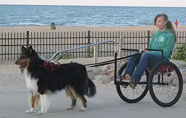 Dog carting